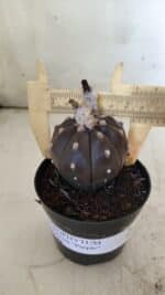 ASTROPHYTUM ASTERIAS “Purple”  Nº 813 – vaso 09