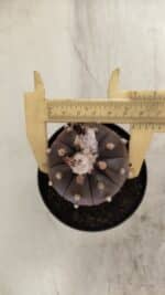 ASTROPHYTUM ASTERIAS “Purple”  Nº 813 – vaso 09 - Imagem 7