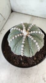 ASTROPHYTUM ASTERIAS STAR SHAPE Nº 127 – vaso 17 - Imagem 11