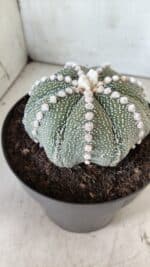 ASTROPHYTUM ASTERIAS STAR SHAPE Nº 127 – vaso 17 - Imagem 10