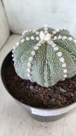 ASTROPHYTUM ASTERIAS STAR SHAPE Nº 127 – vaso 17 - Imagem 7