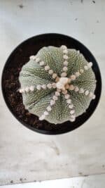 ASTROPHYTUM ASTERIAS STAR SHAPE Nº 127 – vaso 17 - Imagem 3
