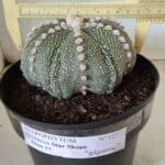 ASTROPHYTUM ASTERIAS STAR SHAPE Nº 127 – vaso 17