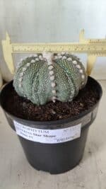 ASTROPHYTUM ASTERIAS STAR SHAPE Nº 127 – vaso 17