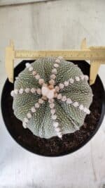 ASTROPHYTUM ASTERIAS STAR SHAPE Nº 127 – vaso 17 - Imagem 6