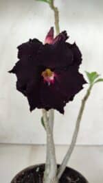 Planta Dobrada 2870 – 30cm – 02 anos