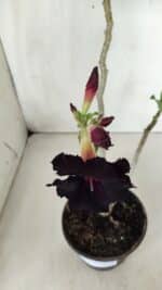 Planta Dobrada 2870 – 30cm – 02 anos - Imagem 4