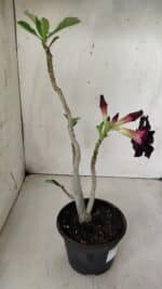 Planta Dobrada 2870 – 30cm – 02 anos - Imagem 5