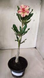 Planta Dobrada 2871 – 30cm – 02 anos - Imagem 2