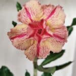 Planta Dobrada 2871 – 30cm – 02 anos