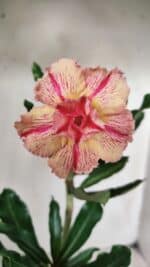 Planta Dobrada 2871 – 30cm – 02 anos