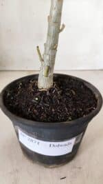 Planta Dobrada 2871 – 30cm – 02 anos - Imagem 6