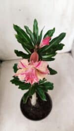 Planta Dobrada 2871 – 30cm – 02 anos - Imagem 4