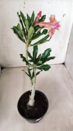 Planta Dobrada 2871 – 30cm – 02 anos - Imagem 5