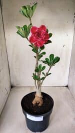 Planta Dobrada 2872 – 40cm – 03 anos - Imagem 2