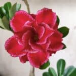 Planta Dobrada 2872 – 40cm – 03 anos