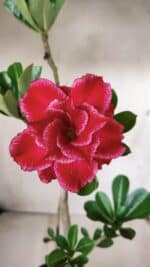 Planta Dobrada 2872 – 40cm – 03 anos