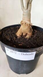 Planta Dobrada 2872 – 40cm – 03 anos - Imagem 7