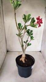 Planta Dobrada 2872 – 40cm – 03 anos - Imagem 6