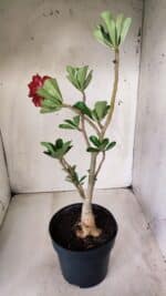 Planta Dobrada 2872 – 40cm – 03 anos - Imagem 5