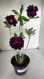 Planta Dobrada 2873 – 35cm – 03 anos - Imagem 2
