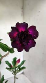 Planta Dobrada 2873 – 35cm – 03 anos - Imagem 4