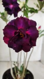 Planta Dobrada 2873 – 35cm – 03 anos