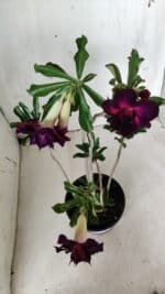 Planta Dobrada 2873 – 35cm – 03 anos - Imagem 6