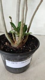 Planta Dobrada 2873 – 35cm – 03 anos - Imagem 9