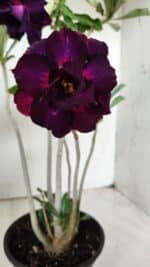 Planta Dobrada 2873 – 35cm – 03 anos - Imagem 5