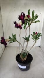 Planta Dobrada 2873 – 35cm – 03 anos - Imagem 7