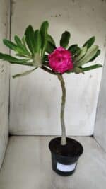 Planta Dobrada 2874 – 30cm – 02 anos - Imagem 2