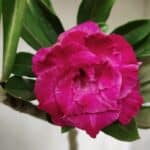 Planta Dobrada 2874 – 30cm – 02 anos