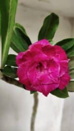 Planta Dobrada 2874 – 30cm – 02 anos