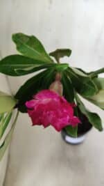 Planta Dobrada 2874 – 30cm – 02 anos - Imagem 4