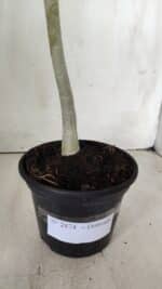 Planta Dobrada 2874 – 30cm – 02 anos - Imagem 7