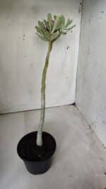 Planta Dobrada 2874 – 30cm – 02 anos - Imagem 5