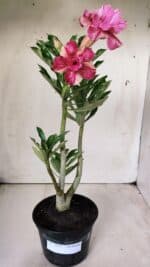 Planta Dobrada 2875 – 30cm – 02 anos - Imagem 2