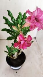 Planta Dobrada 2875 – 30cm – 02 anos - Imagem 4