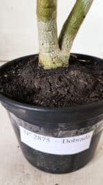 Planta Dobrada 2875 – 30cm – 02 anos - Imagem 6