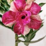 Planta Dobrada 2875 – 30cm – 02 anos