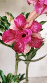 Planta Dobrada 2875 – 30cm – 02 anos