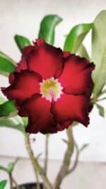 Planta Dobrada 2876 – 30cm – 02 anos - Imagem 3