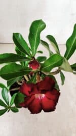 Planta Dobrada 2876 – 30cm – 02 anos - Imagem 4