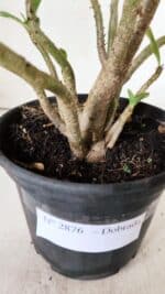 Planta Dobrada 2876 – 30cm – 02 anos - Imagem 7