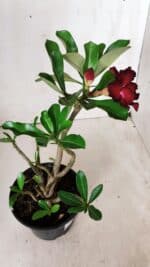 Planta Dobrada 2876 – 30cm – 02 anos - Imagem 6