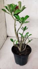 Planta Dobrada 2876 – 30cm – 02 anos - Imagem 5