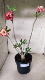 Planta Dobrada 2877 – 45cm – 03 anos - Imagem 2