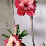 Planta Dobrada 2877 – 45cm – 03 anos