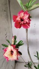 Planta Dobrada 2877 – 45cm – 03 anos